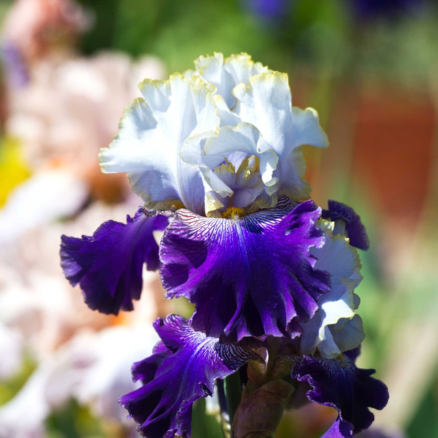 bearded iris slovak prince