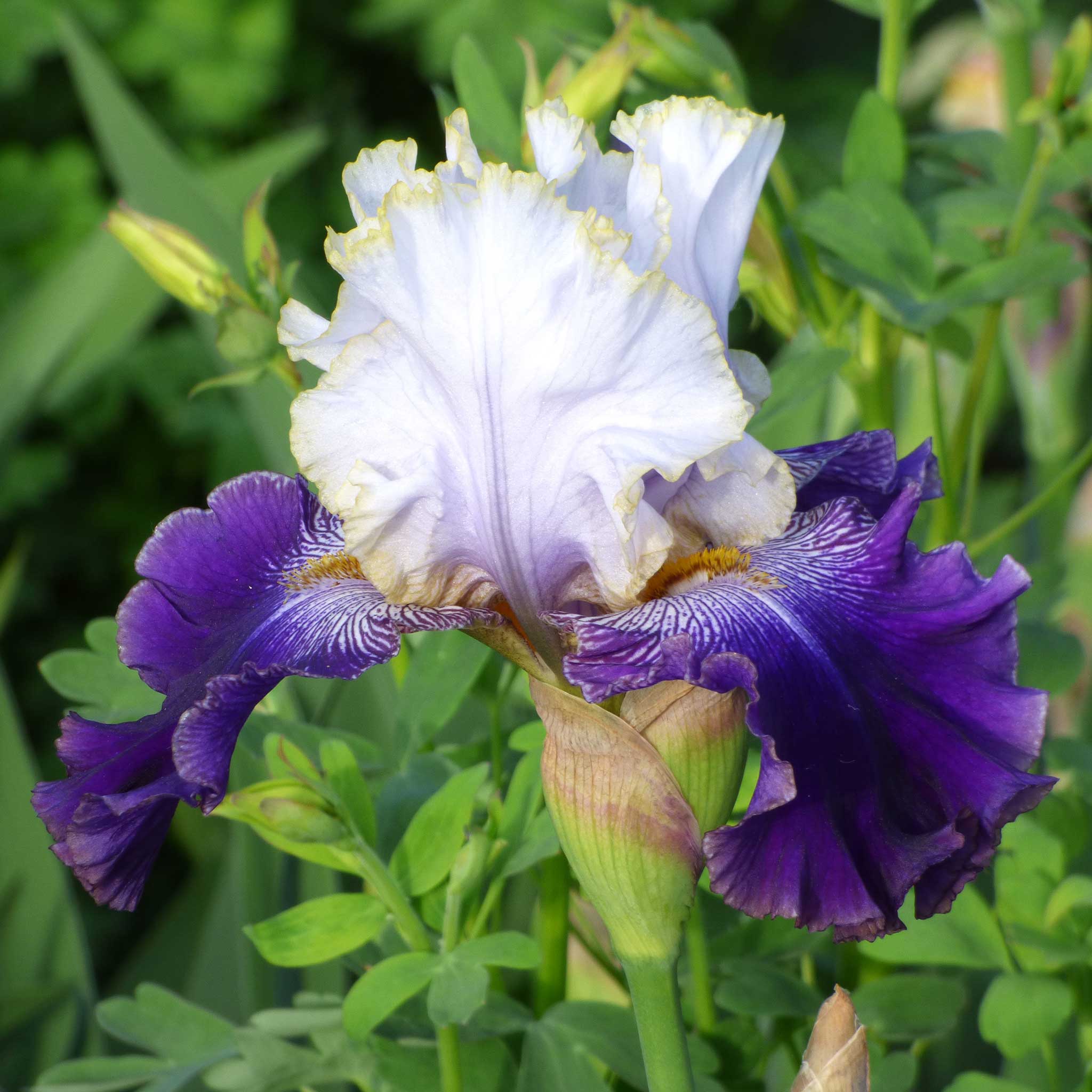 Bearded Iris - Slovak Prince | Fall Flower Bulbs | Eden Brothers