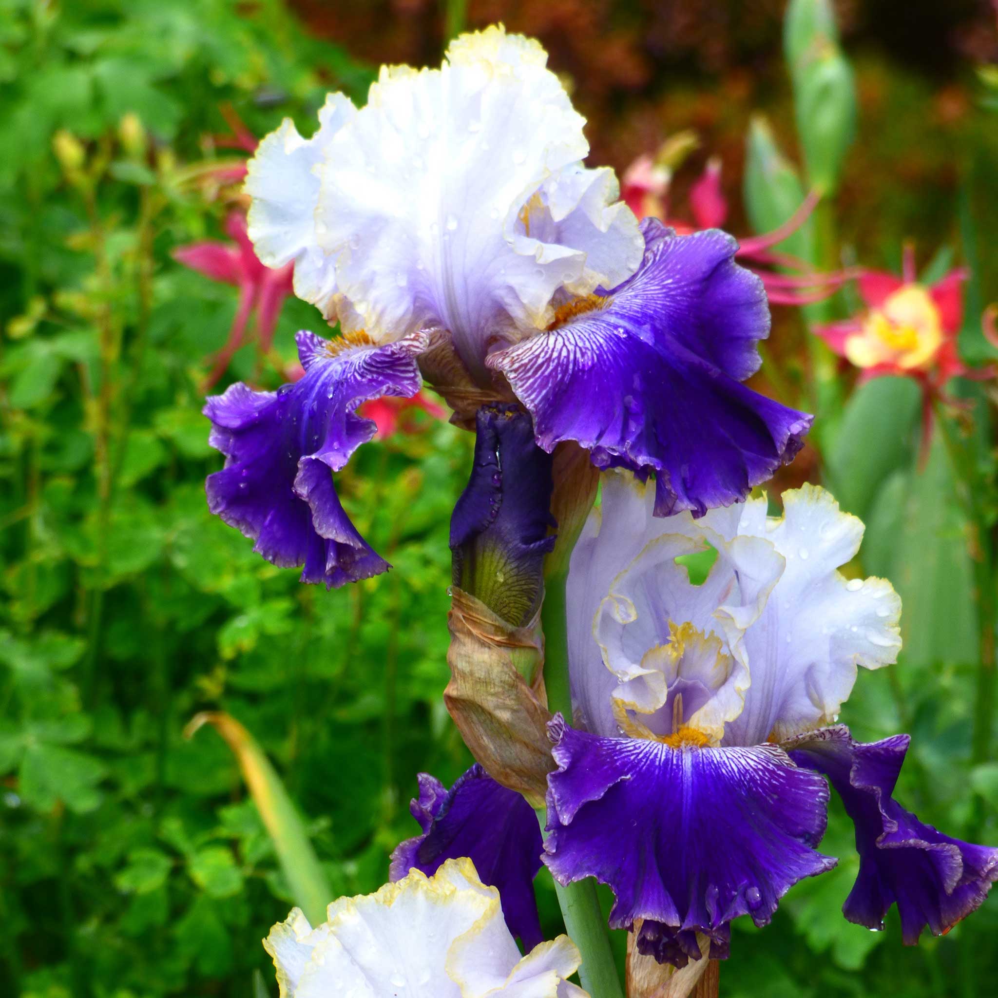 Bearded Iris - Slovak Prince | Fall Flower Bulbs | Eden Brothers