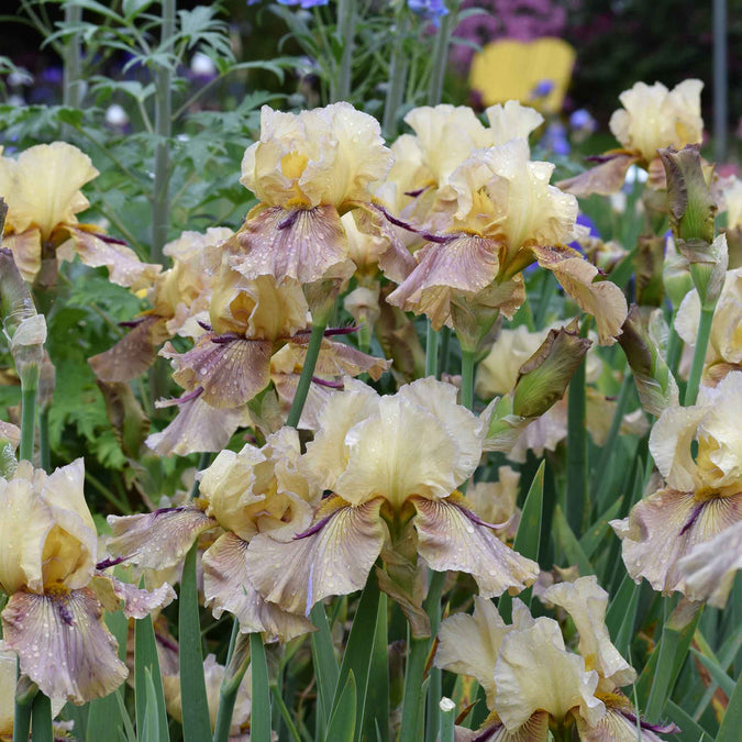 bearded iris thornbird