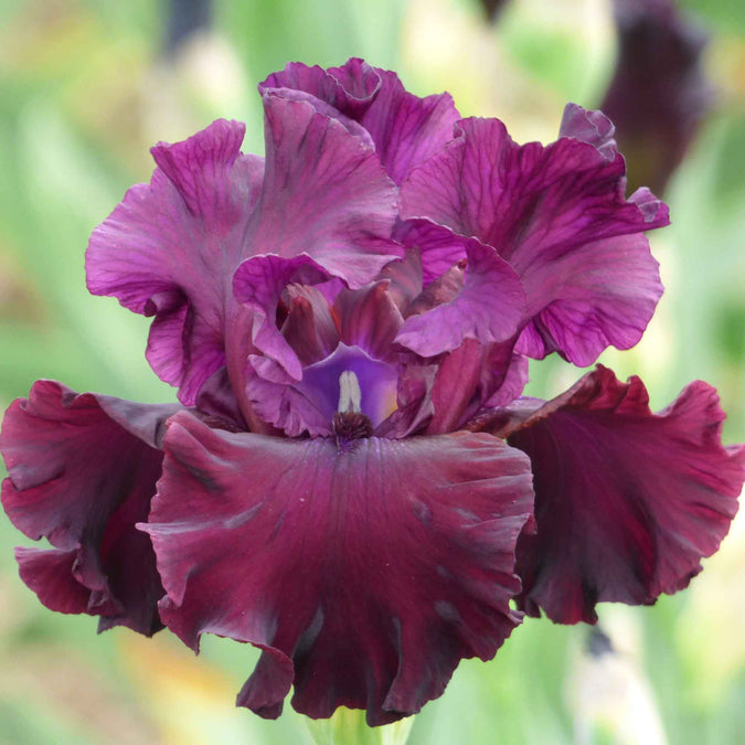 bearded iris tin cup chalice