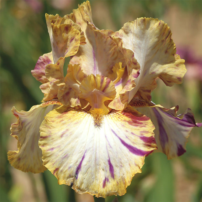 bearded iris toucan tango