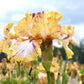 bearded iris toucan tango