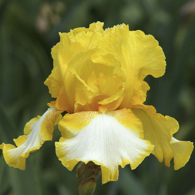 bearded iris vested interst