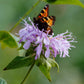 bee balm