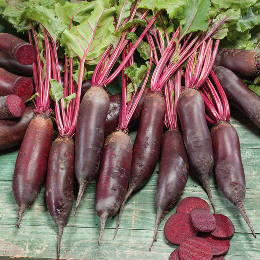 beet cylindra