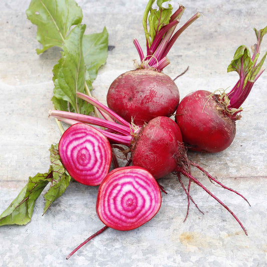 beet chioggia