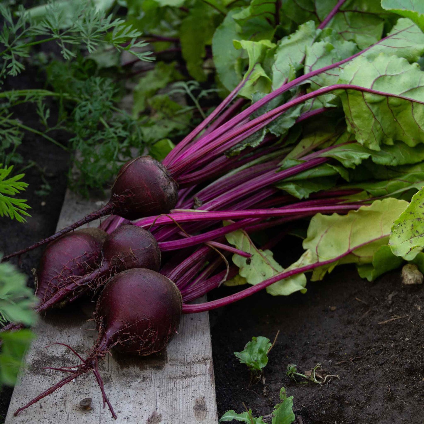 beet organic detroit dark red