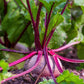 beet organic detroit dark red