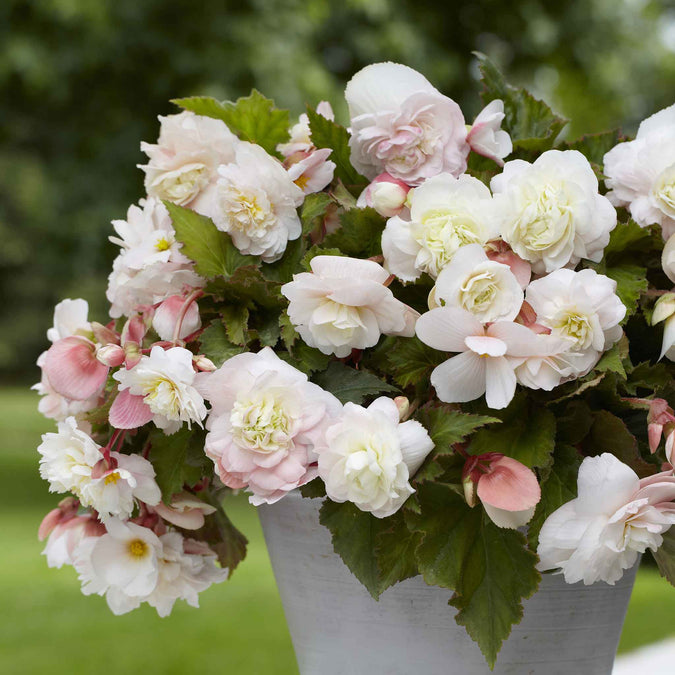 begonia angelique