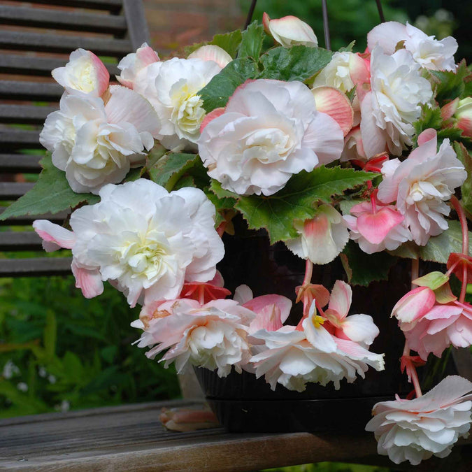 begonia angelique