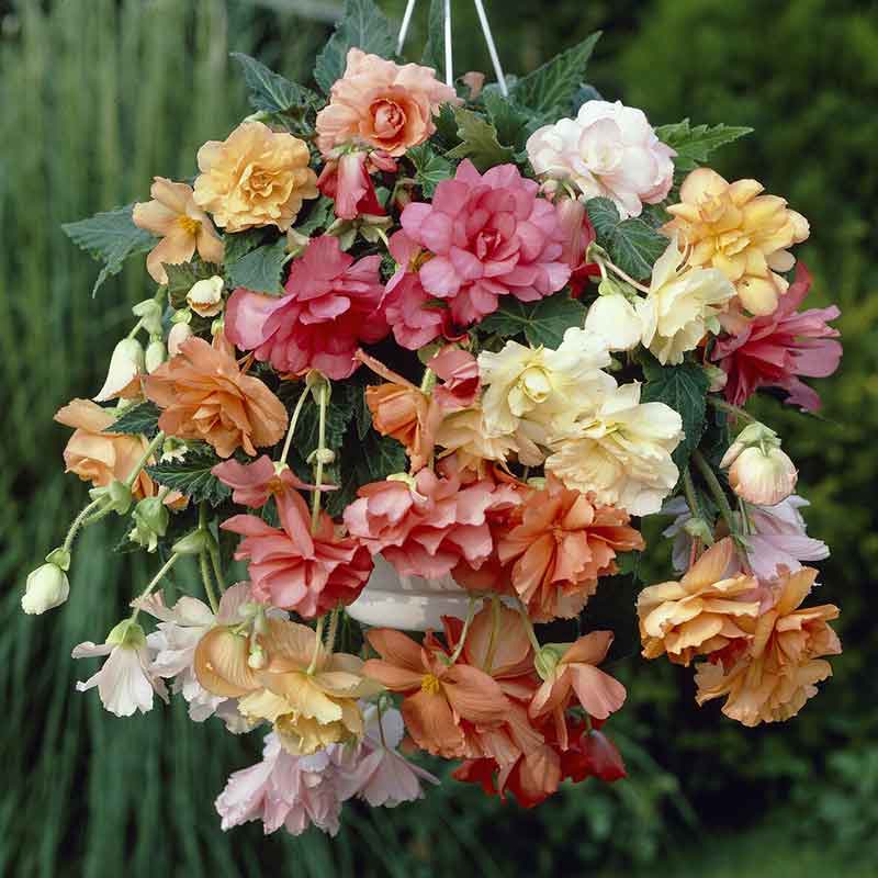 begonia hanging basket pastel mix