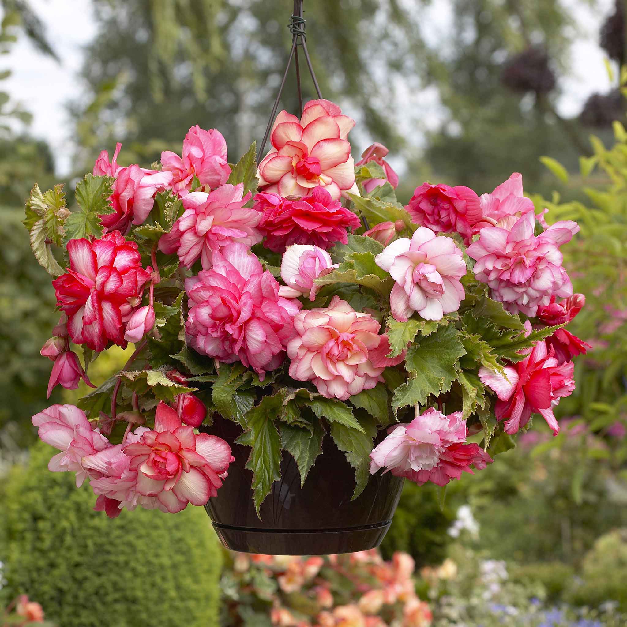 Begonia Bulbs - Pink Balcony | Spring Flower Bulbs | Eden Brothers