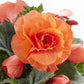 begonia roseform apricot