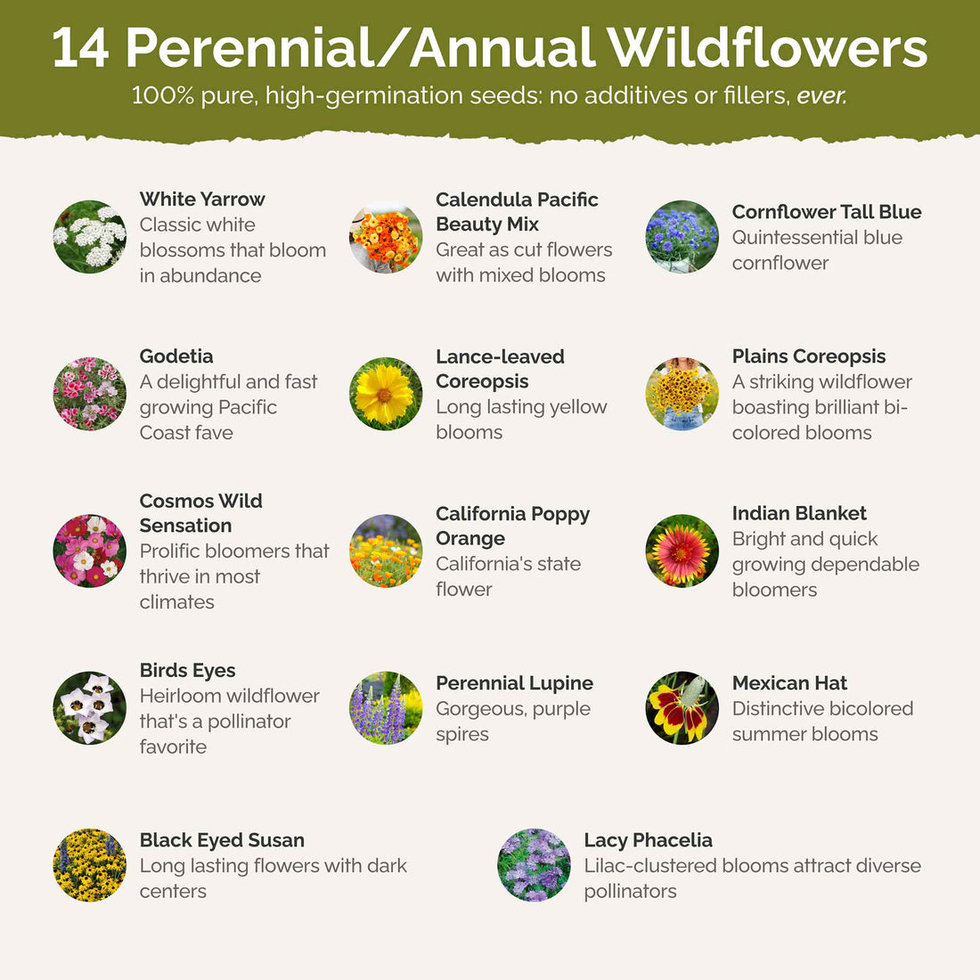 Bird & Butterfly Wildflower Seed Mix – Eden Brothers