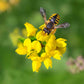 birdsfoot trefoil