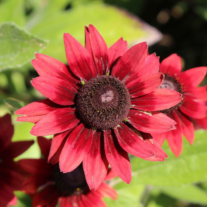 black eyed susan cherry brandy