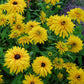 black eyed susan double golden gloriosa