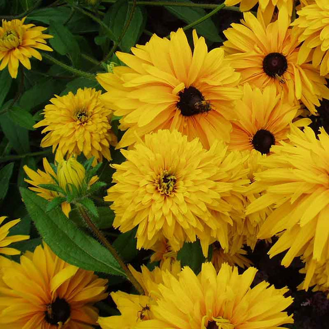 black eyed susan double golden gloriosa