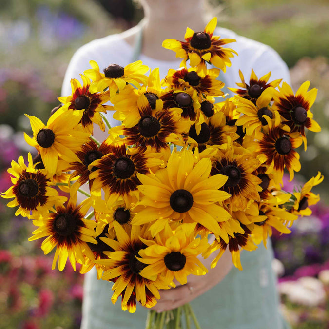 black eyed susan gloriosa daisy mix