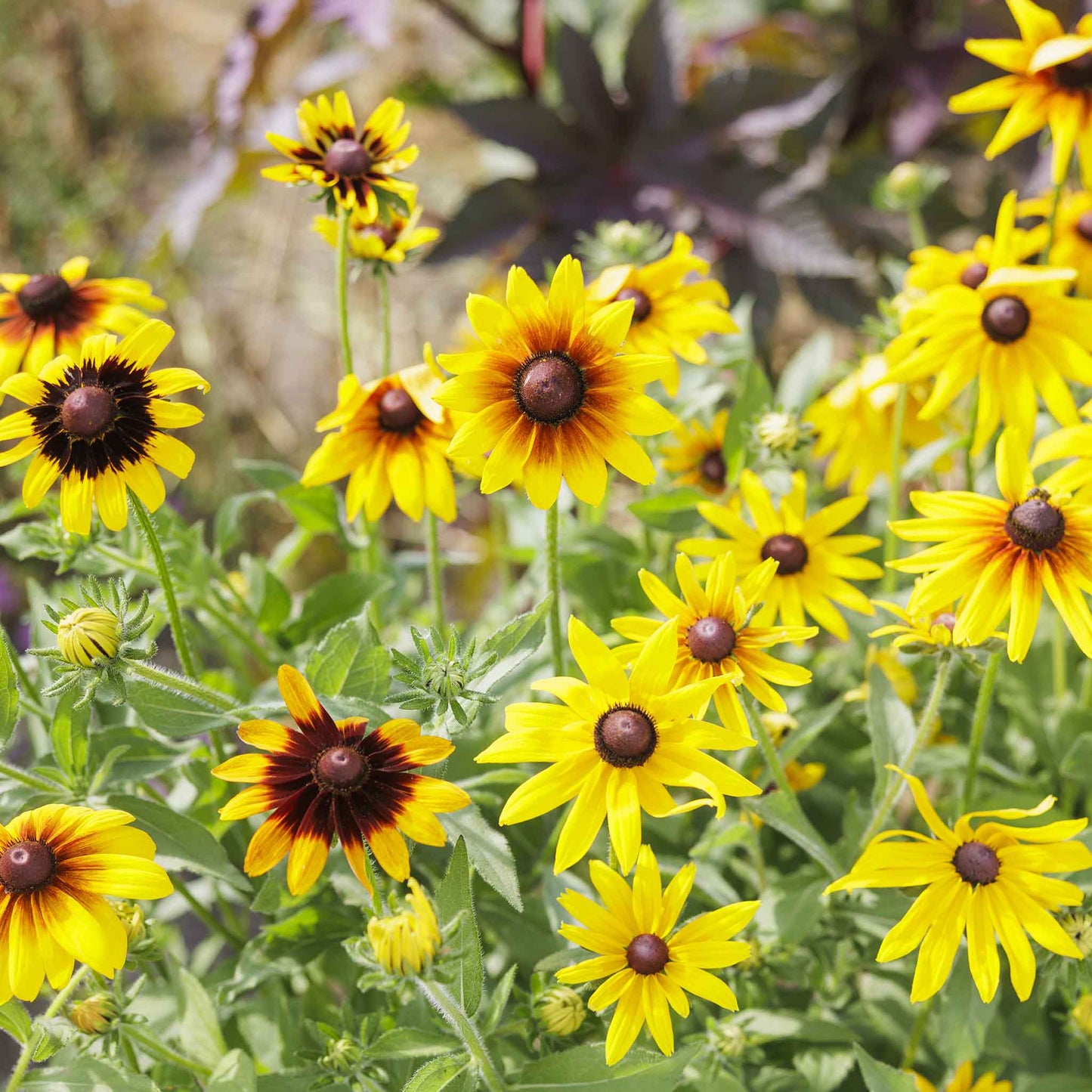 black eyed susan gloriosa daisy mix