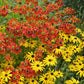 black eyed susan and helenium collection