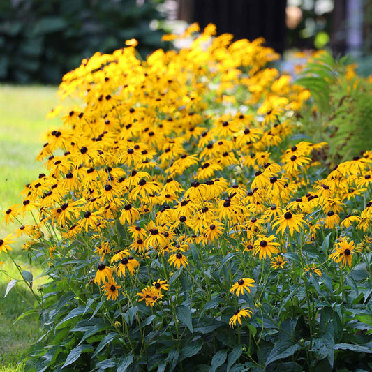 black eyed susan goldstrum