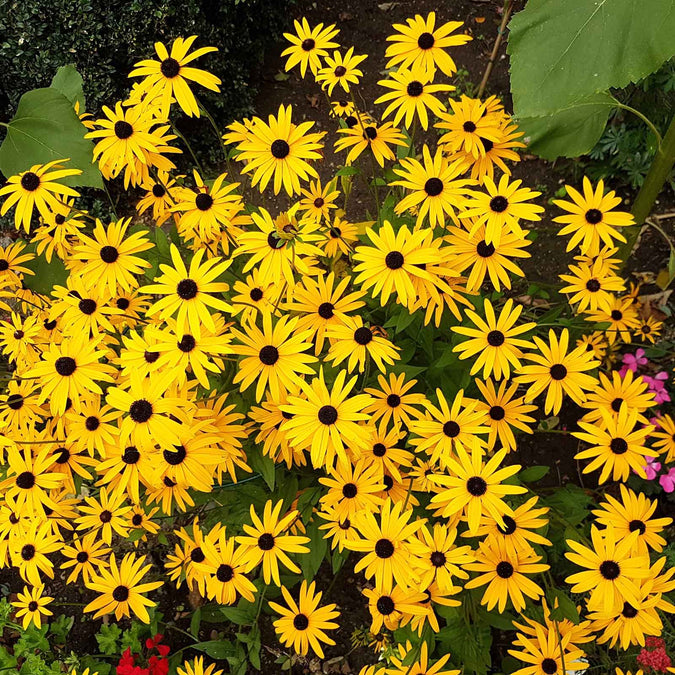 black eyed susan goldstrum