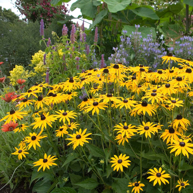 black eyed susan goldstrum