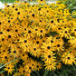 black eyed susan goldstrum