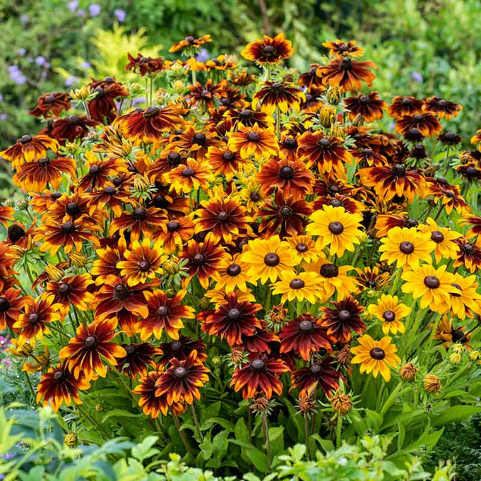 black eyed susan rustic mix | copyright: Floramedia UK Ltd