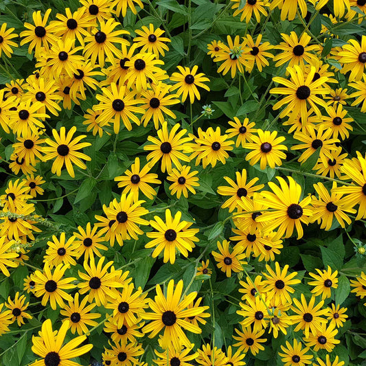 black eyed susan