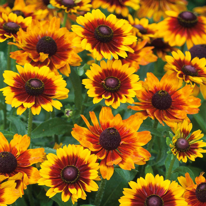 black eyed susan toto rustic