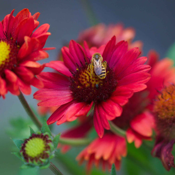 blanket flower burgundy