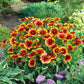 blanket flower dwarf goblin | copyright: Floramedia UK Ltd