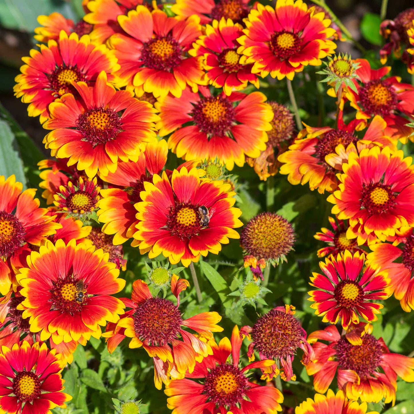 blanket flower