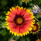 blanket flower