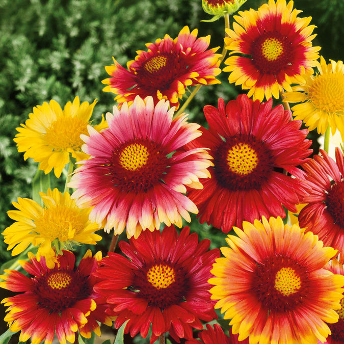 blanket flower single mix