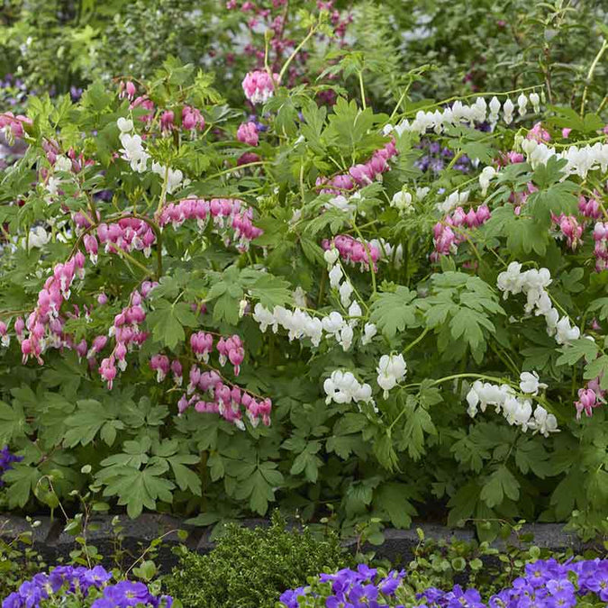 bleeding heart mix