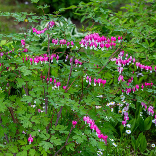 bleeding heart