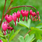 bleeding heart