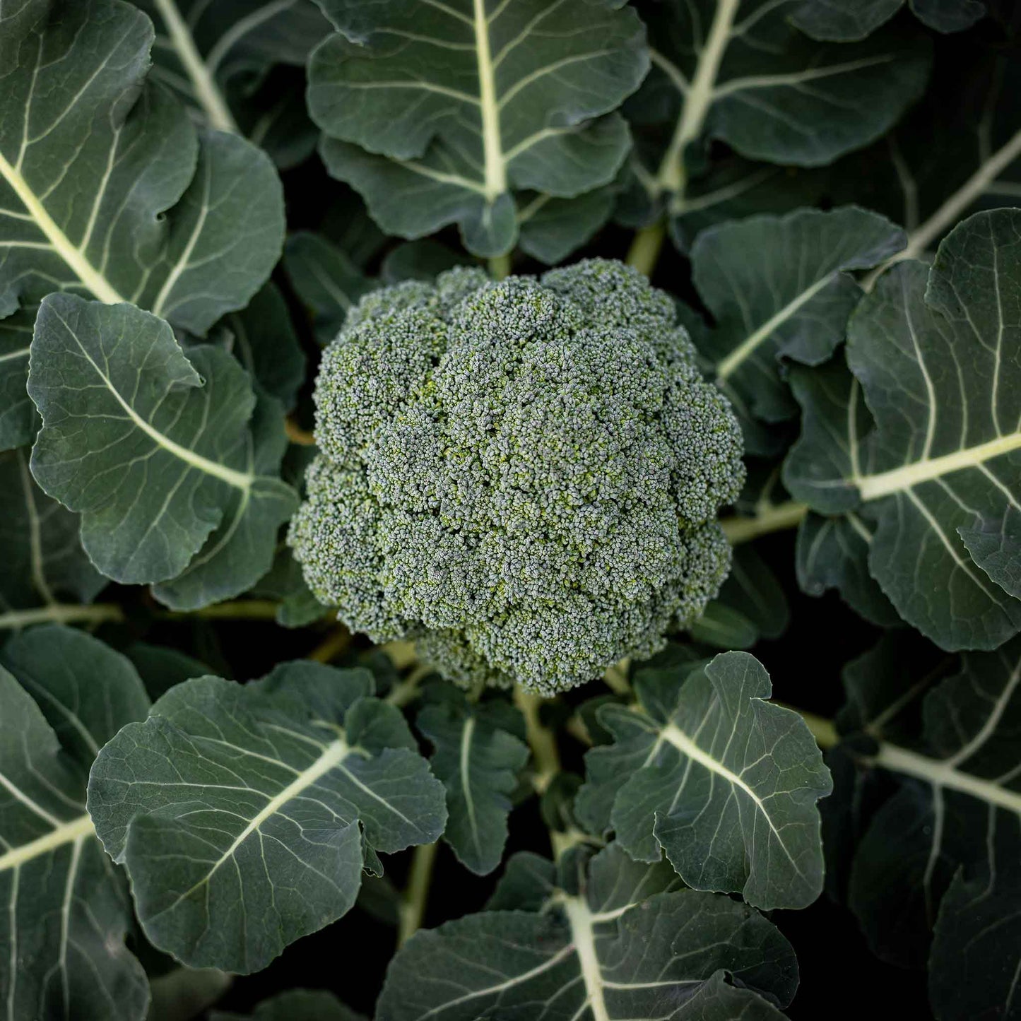 broccoli calabrese