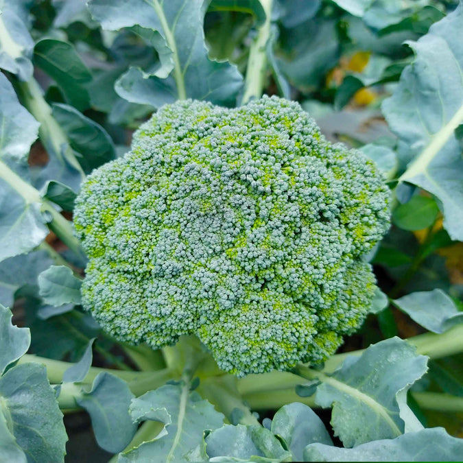 broccoli organic waltham 29