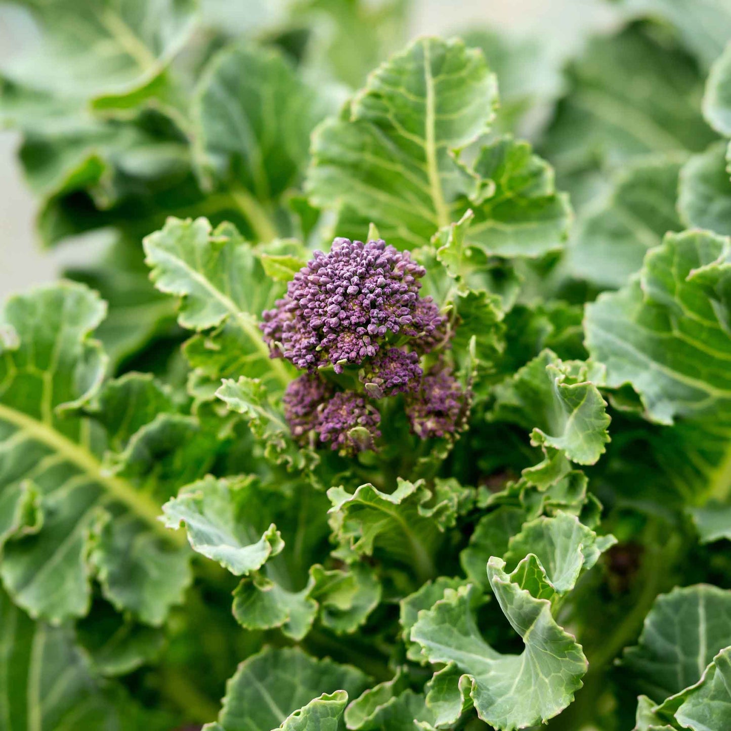 broccoli purple sprouting