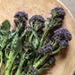 broccoli purple sprouting