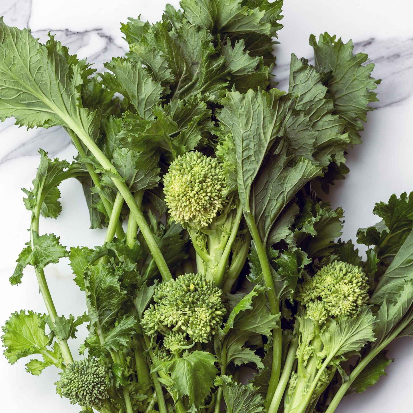 brocoli raab spring rapini