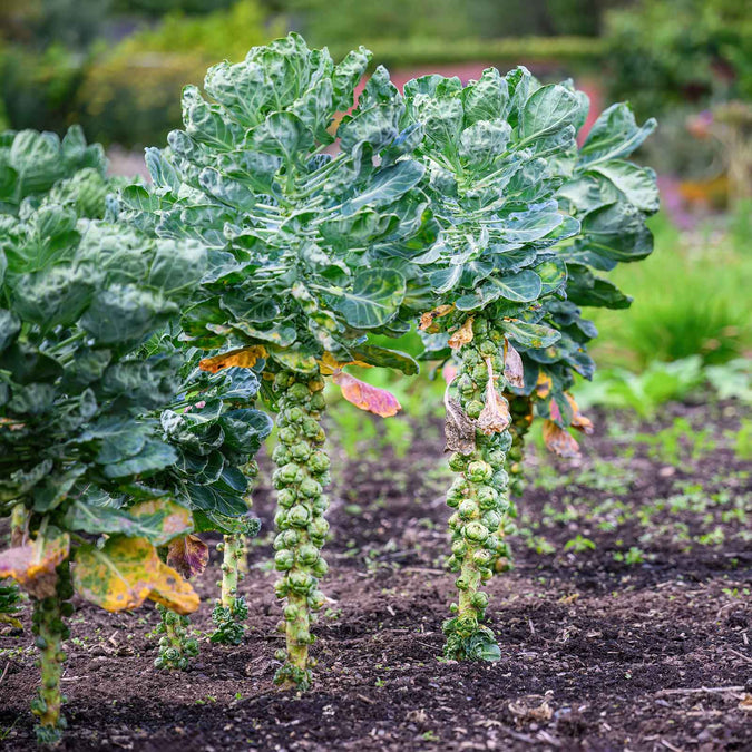 brussels sprouts long island improved