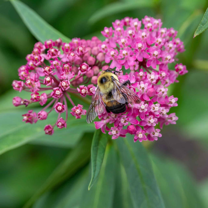 butterfly milkweed