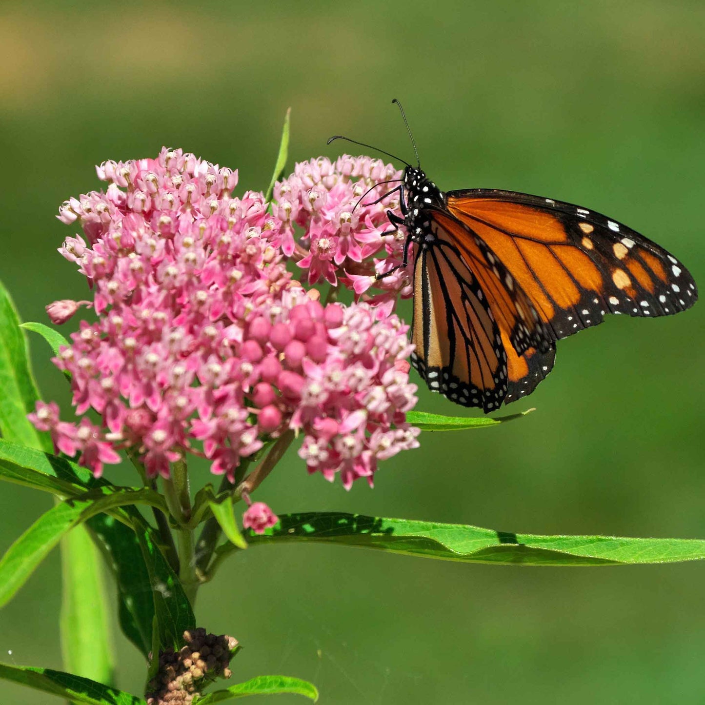 butterfly milkweed