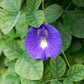 butterfly pea